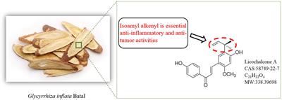 Licochalcone A: a review of its pharmacology activities and molecular mechanisms